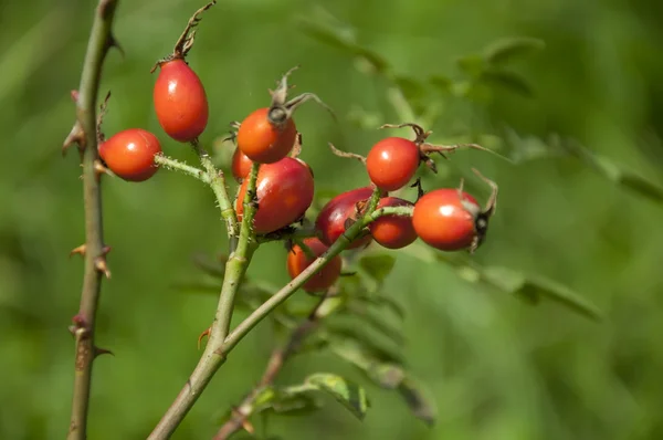 Branch with fruit ripe rose hips, outdoor — 图库照片